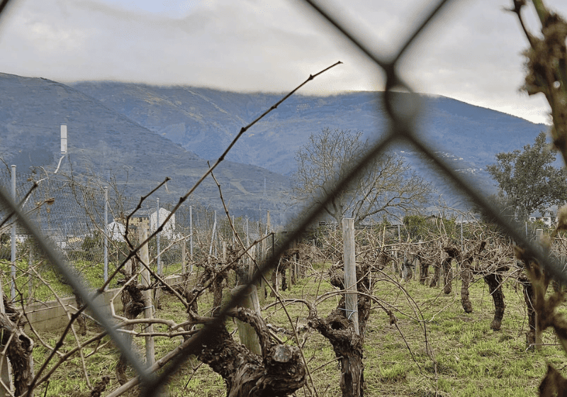 Viñedos e montañas dende o Bouzo, 2024.